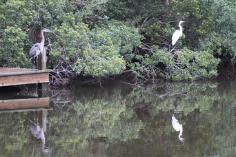 Cranes in lake