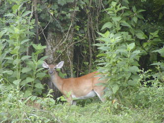 Deer in woods